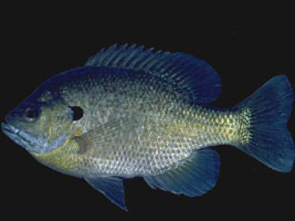 Bluegill (Lepomis macrochirus). Photo © Noel Burkhead
