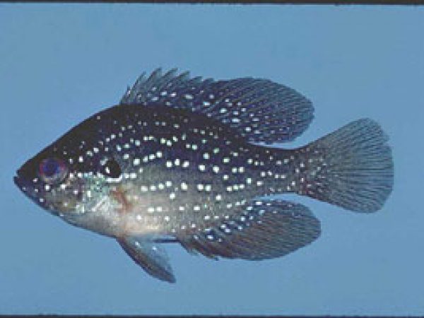 Bluespotted Sunfish (Enneacanthus gloriosus). Photo © Noel Burkhead