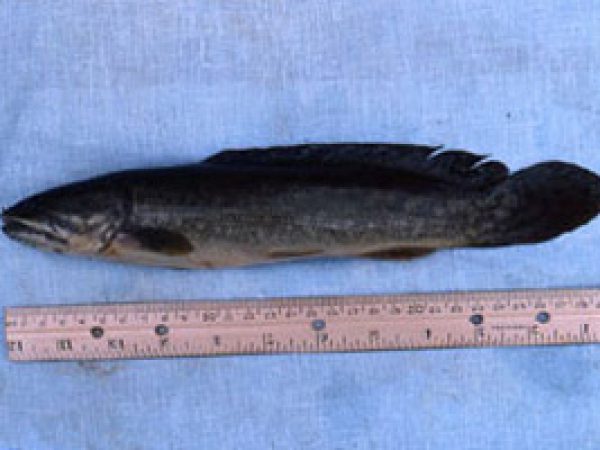 Bowfin (Amia calva). Photo © George Burgess