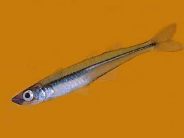 Brook Silverside (Labidesthes sicculus). Photo © Ronald Watson