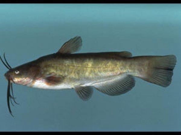 Brown Bullhead (Ictalurus nebulosus). Photo © Noel Burkhead