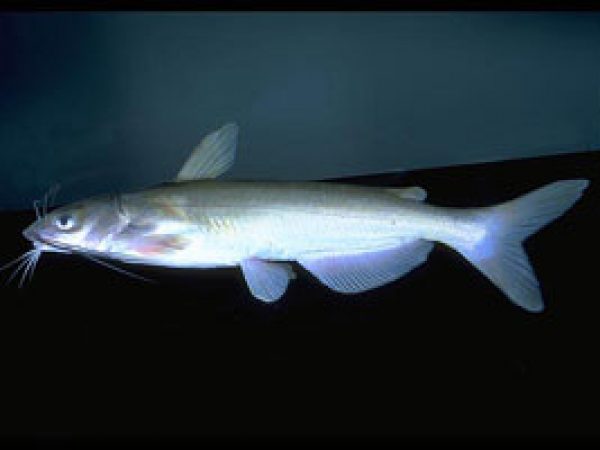 Channel Catfish (Ictalurus punctatus). Photo © Noel Burkhead