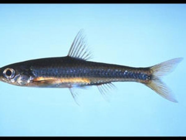 Coastal Shiner (Notropis petersoni). Photo © Noel Burkhead