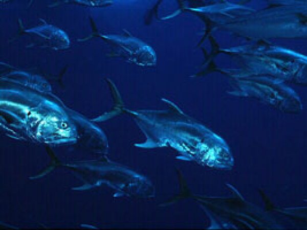 Crevalle Jack (Caranx hippos). Photo © David Snyder
