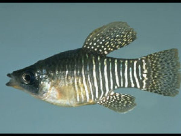 Diamond Killifish (Adinia xenica). Photo © Noel Burkhead