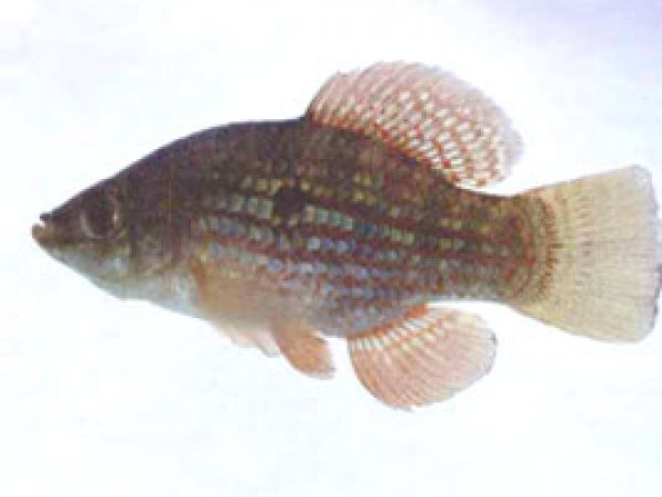 Flagfish (Jordanella floridae). Photo © Ronald E. Watson