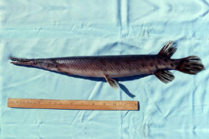 Florida gar. Photo © George Burgess