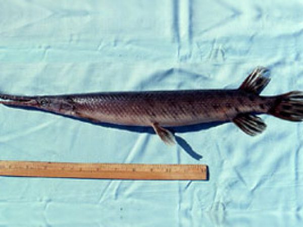 Florida Gar (Lepisosteus platyrhincus). Photo © George Burgess