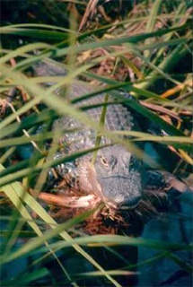 Alligator. Photo courtesy South Florida Water Management District