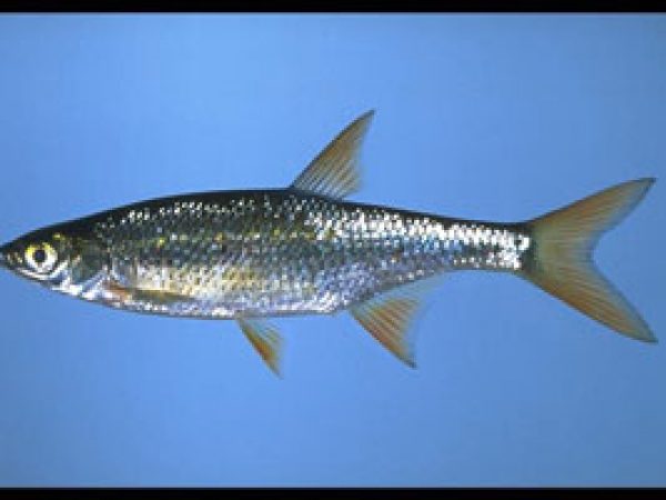 Golden Shiner (Notemigonus crysoleucas). Photo © Noel Burkhead