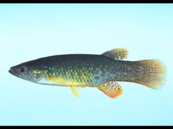 Golden Topminnow (Fundulus chrysotus). Photo © Noel Burkhead
