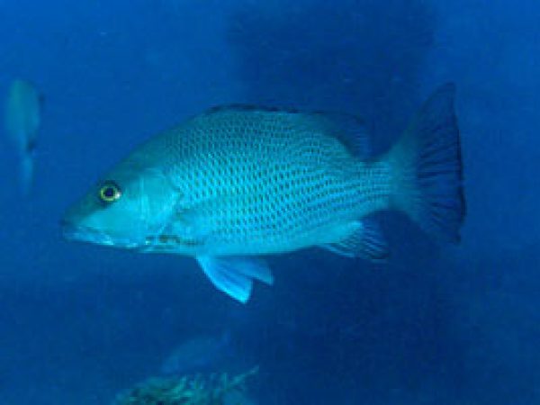 Gray Snapper (Lutjanus griseus). Photo © Luiz Rocha