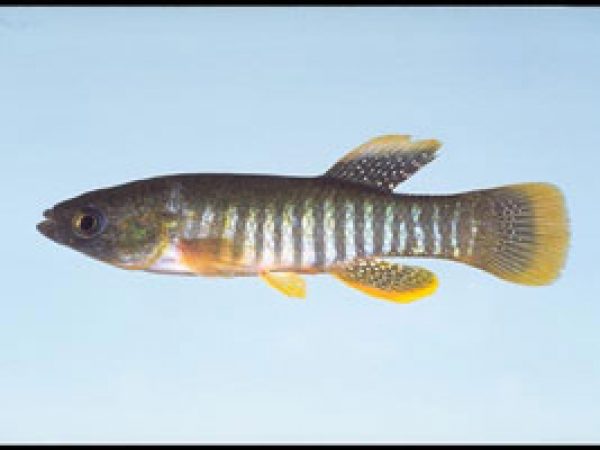 Gulf Killifish (Fundulus grandis). Photo © Noel Burkhead