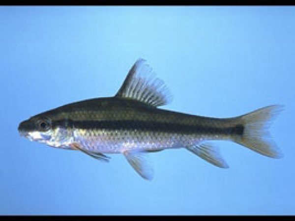 Lake Chubsucker (Erimyzon sucetta). Photo © Noel Burkhead