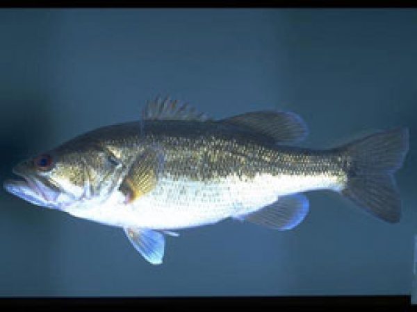 Largemouth Bass (Micropterus salmoides). Photo © Noel Burkhead