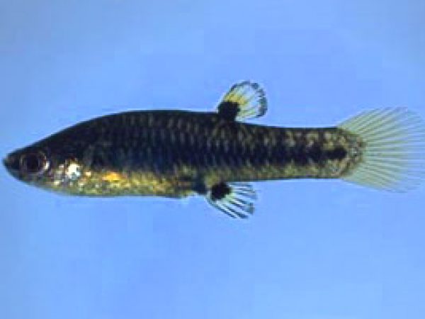 Least Killifish (Heterandria formosa). Photo © Noel Burkhead
