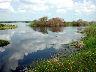 Marsh within the Loxahatchee Wildlife Refuge. Florida Museum photo by Cathleen Bester