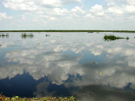 Freshwater Marsh Surrounded by Sawgrass. Florida Museum photo by Cathleen Bester