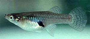 Mosquitofish (Gambusia holbrooki). Photo courtesy U.S. Geological Survey