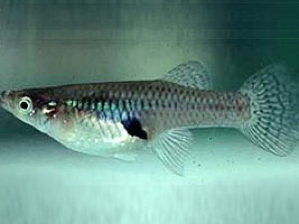 Mosquitofish (Gambusia holbrooki). Photo courtesy U.S. Geological Survey