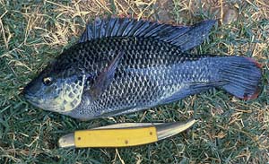 Mozambique Tilapia (Oreochromis mossambicus). Photo courtesy U.S. Geological Survey