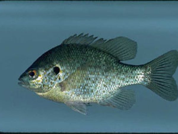 Redear Sunfish (Lepomis microlophus). Photo © Noel Burkhead