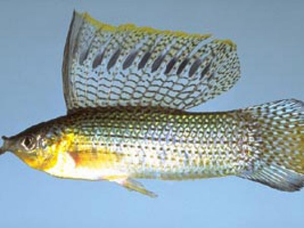 Sailfin Molly (Poecilia latipinna). Photo © Noel Burkhead