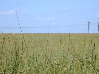 Everglades Sawgrass. Photo courtesy U.S. Geological Survey