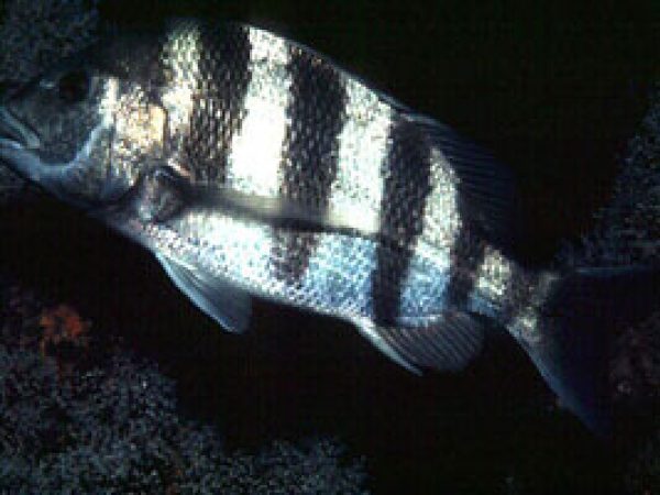 Sheepshead (Archosargus probatocephalus). Photo © David Snyder