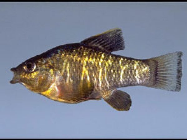 Sheepshead Minnow (Cyprinodon variegatus). Photo © Noel Burkhead