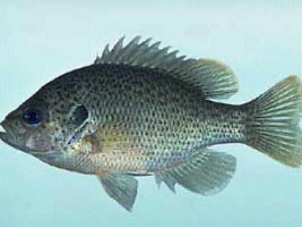 Spotted Sunfish (Lepomis punctatus). Photo © Noel Burkhead
