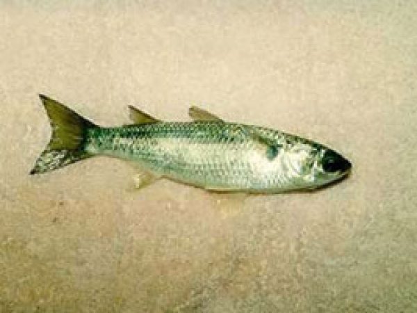 Striped Mullet (Mugil cephalus). Photo courtesy U.S. Geological Survey