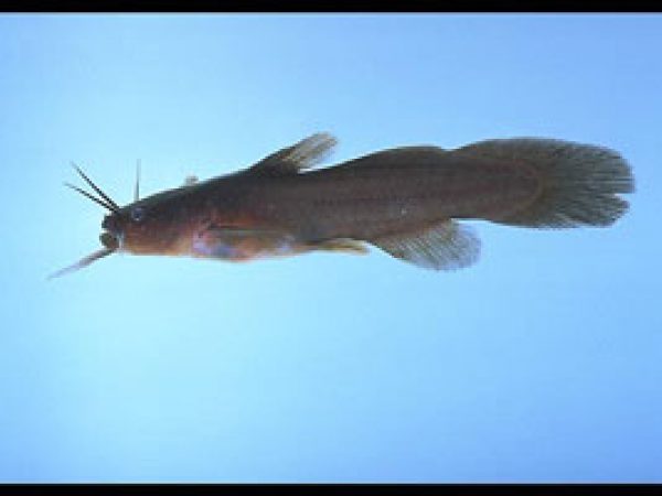 Tadpole Madtom (Noturus gyrinus). Photo © Noel Burkhead