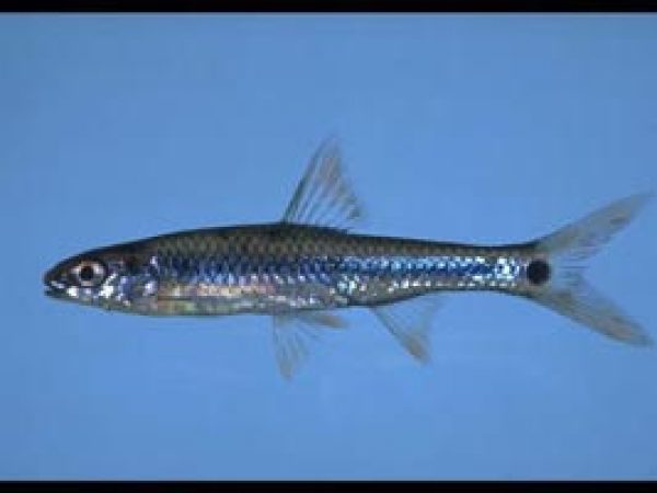 Taillight Shiner (Notropis maculatus). Photo © Noel Burkhead