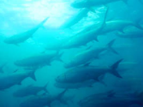 Tarpon (Megalops atlanticus). Photo © Don DeMaria