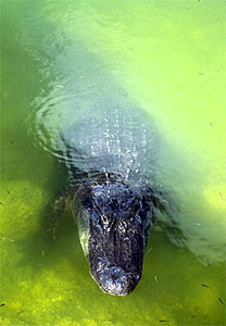 American alligator. Photo courtesy U.S. Fish and Wildlife Service