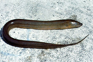 Asian swamp eel. Photo courtesy U.S. Geological Survey