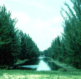 Australian pine. Photo courtesy National Park Service