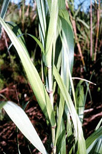 Burma reed. Photo courtesy National Park Service