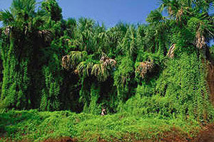 Old world climbing fern overtaking native vegetation. Photo courtesy South Florida Water Management District