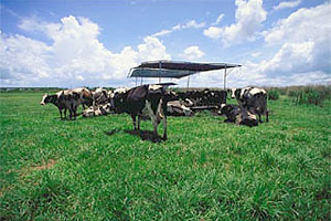 Dairy farm. Photo courtesy South Florida Water Management District