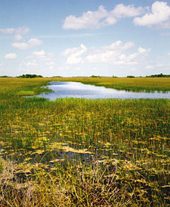 Everglades. Photo courtesy U.S. Geological Survey