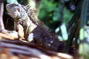 Iguana. Photo courtesy National Park Service