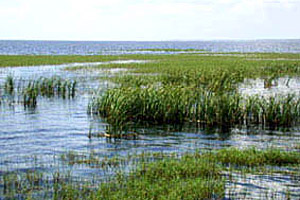 Overlooking Lake Okeechobee. Photo © Cathleen Bester/Florida Museum