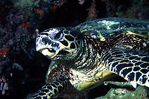 Loggerhead sea turtle. Photo © George Ryschkewitsch