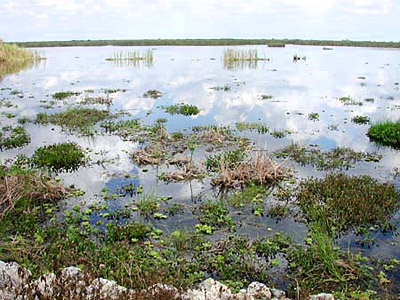 Marsh. Photo © Cathleen Bester/Florida Museum