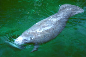 Manatee. Photo courtesy Everglades National Park