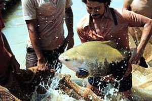 Pacu. Photo courtesy USAID