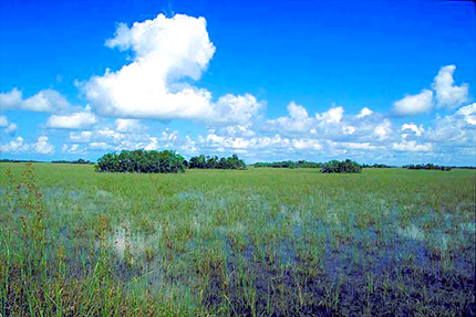 Florida Everglades. Photo courtesy South Florida Water Management District