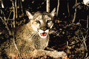 Florida panther. Photo courtesy U.S. Department of Trasnportation